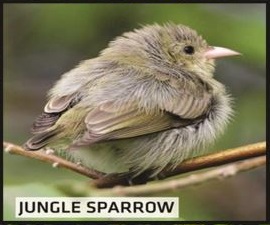 Jungle Sparrow